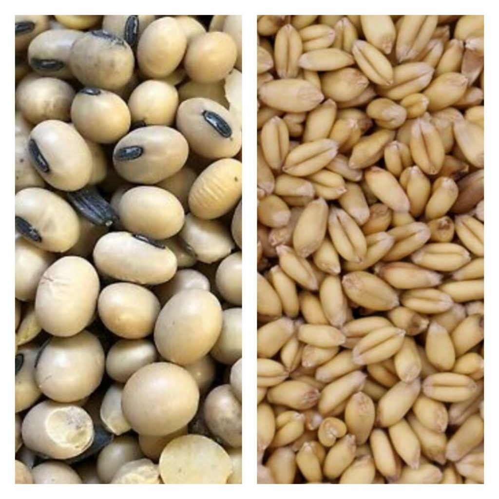 comparaison entre grains de soja et de blé